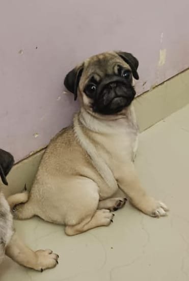 Buy Male Pug Puppy from Kolkata